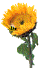 corentine